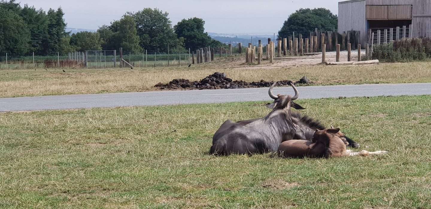 Buffaloes lying down at Safari