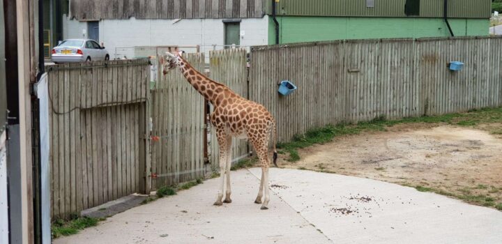 Knowsley Safari Zoo in Prescot