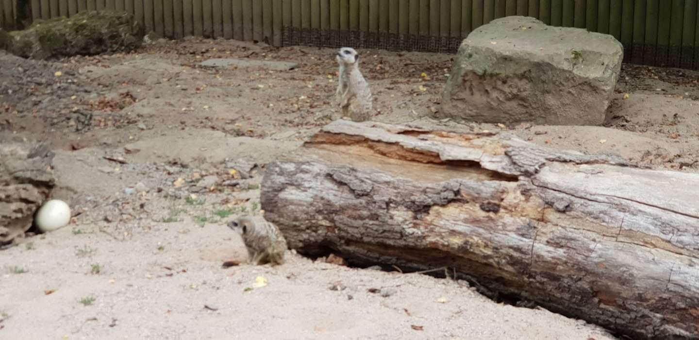 Meerkat!
