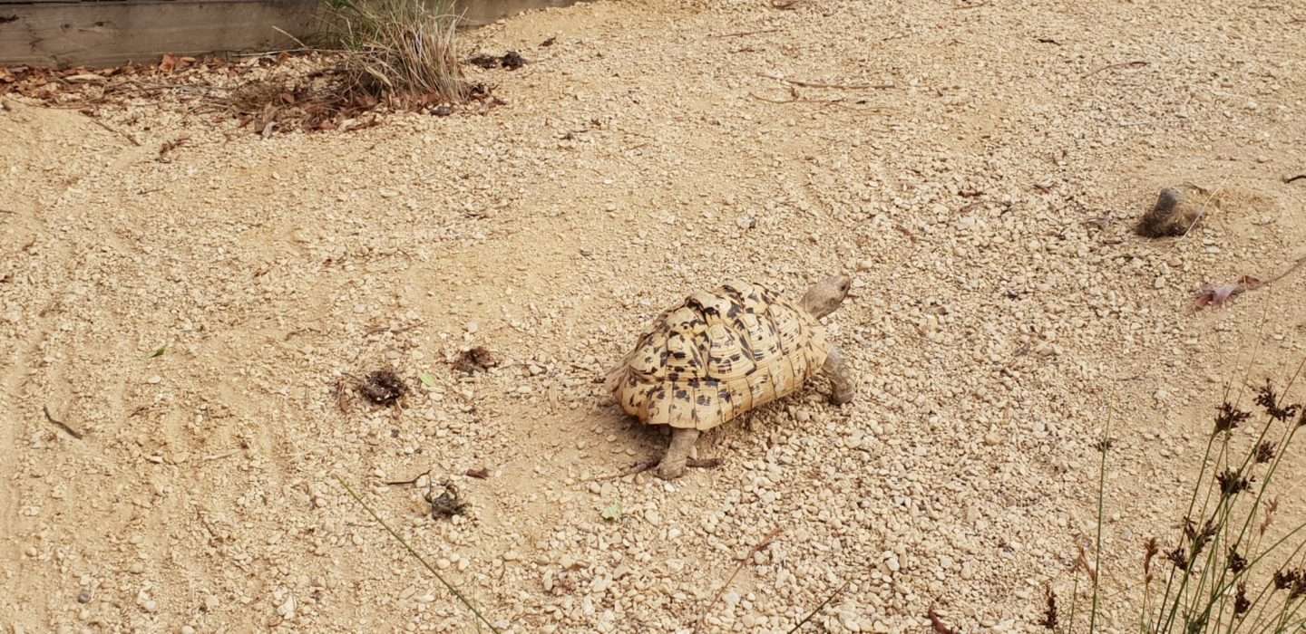 Tortoise walking past