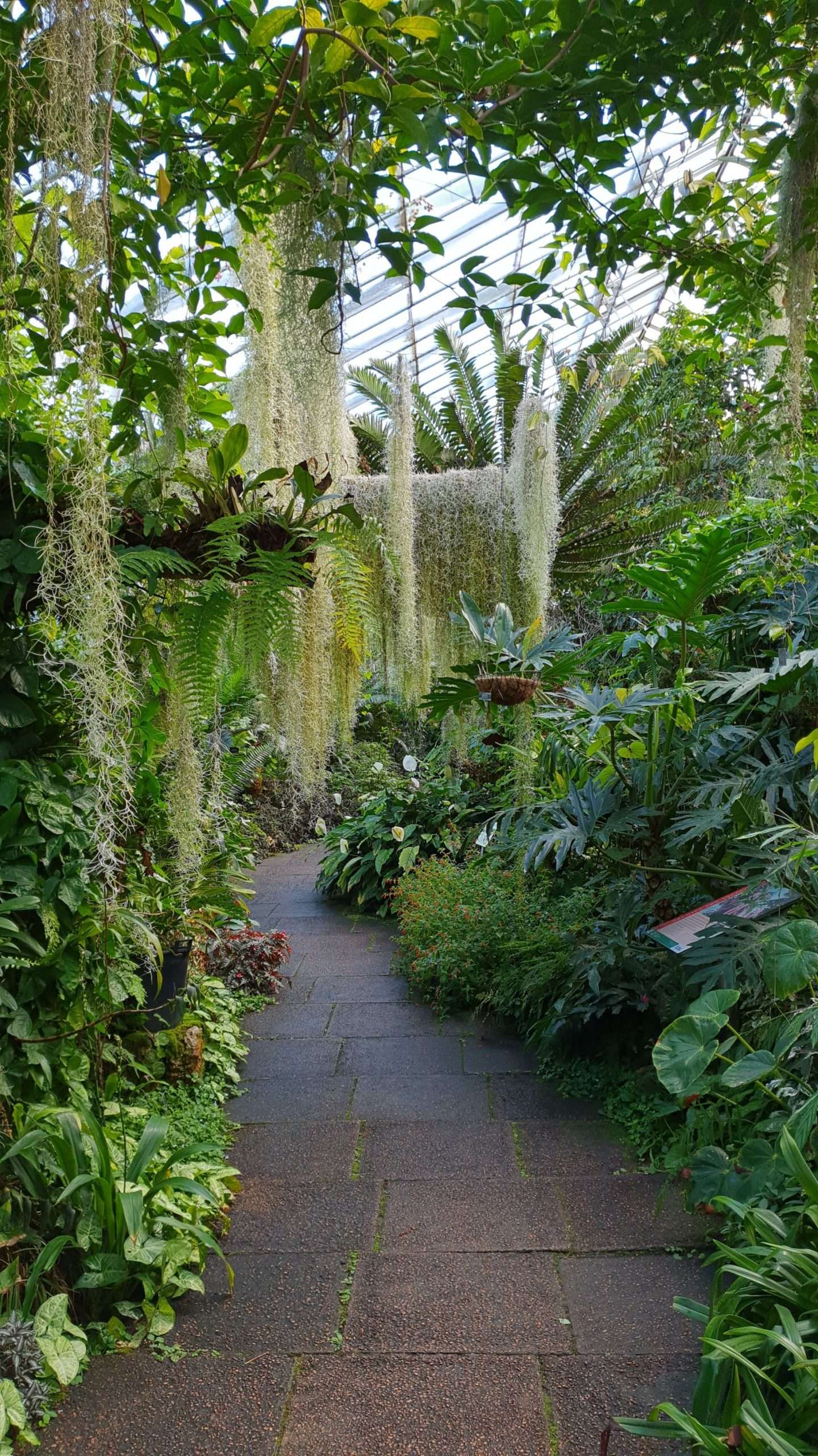 Some of the stunning plants inside the glasshouse