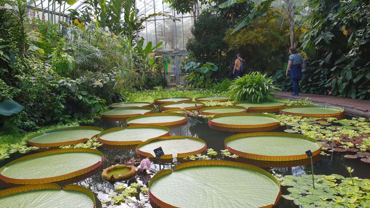 A stunning lily pond inside the glasshouse