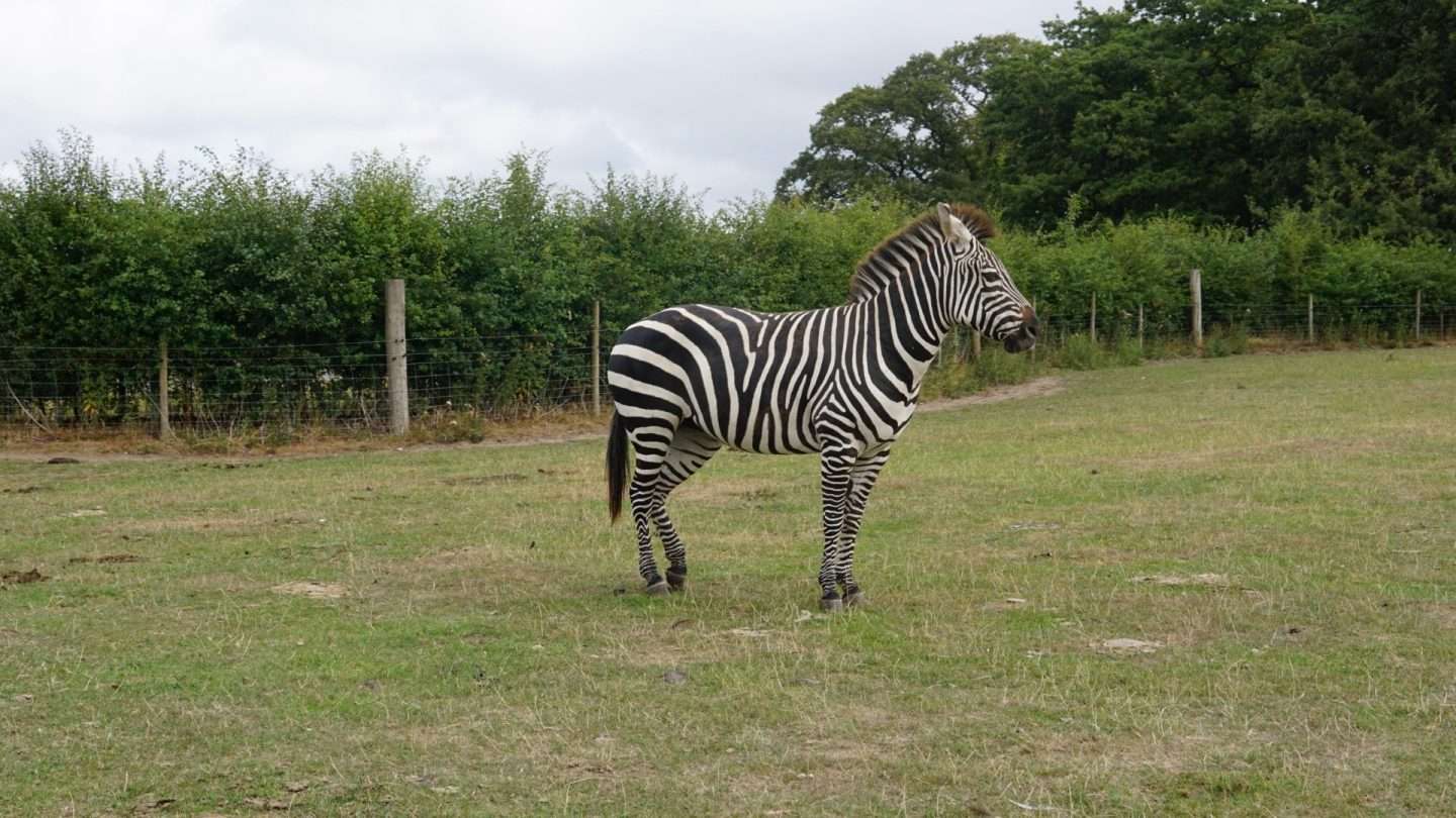 Zebra at Knowsley Safari