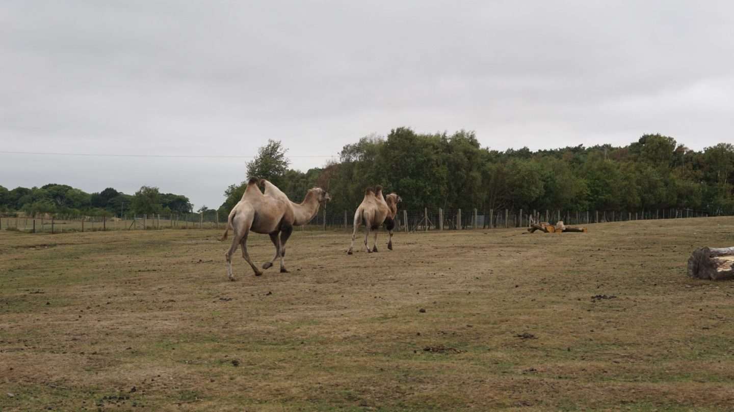 Camels at Knowsley Safari Zoo