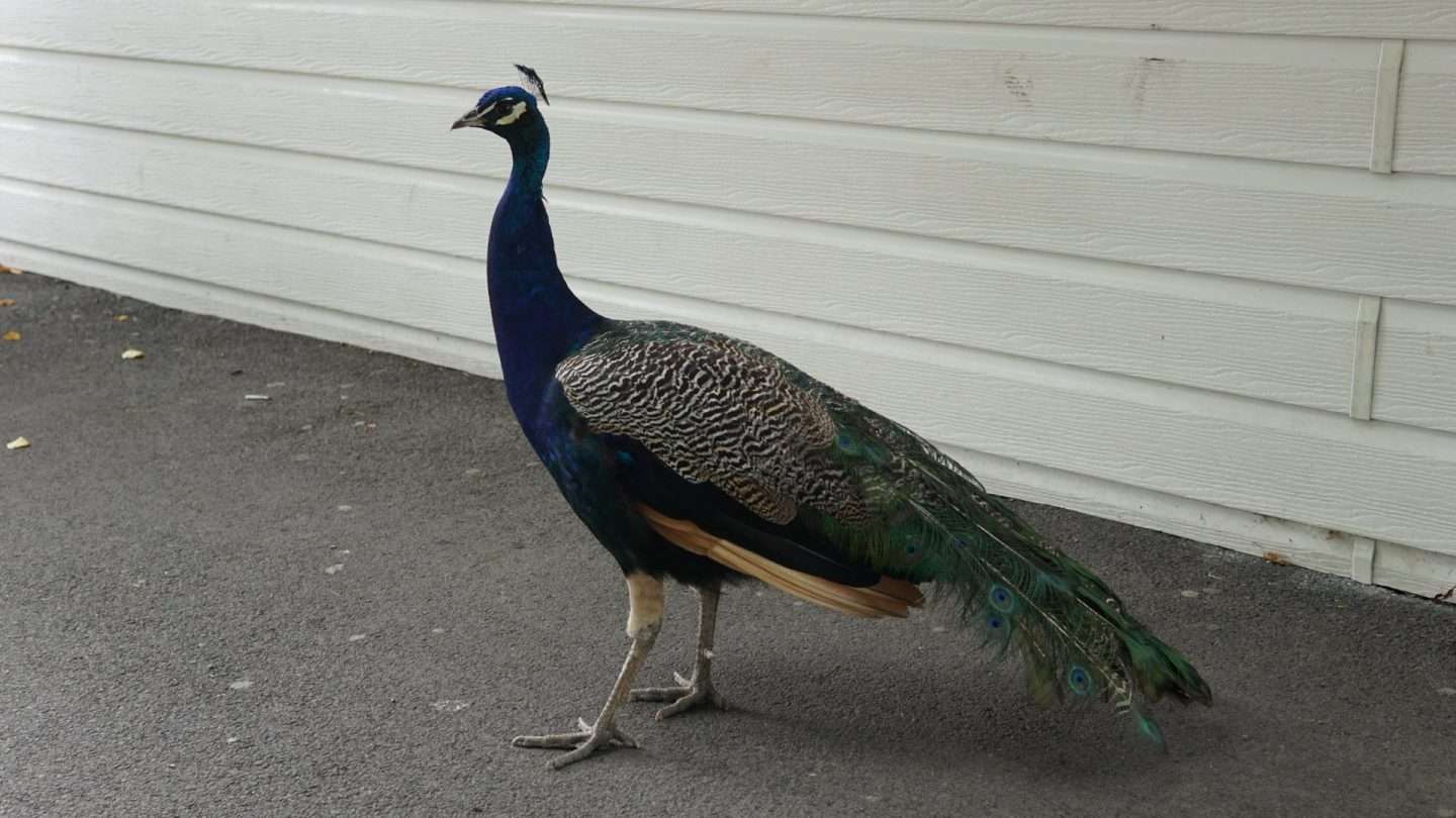 A beautiful Peacock