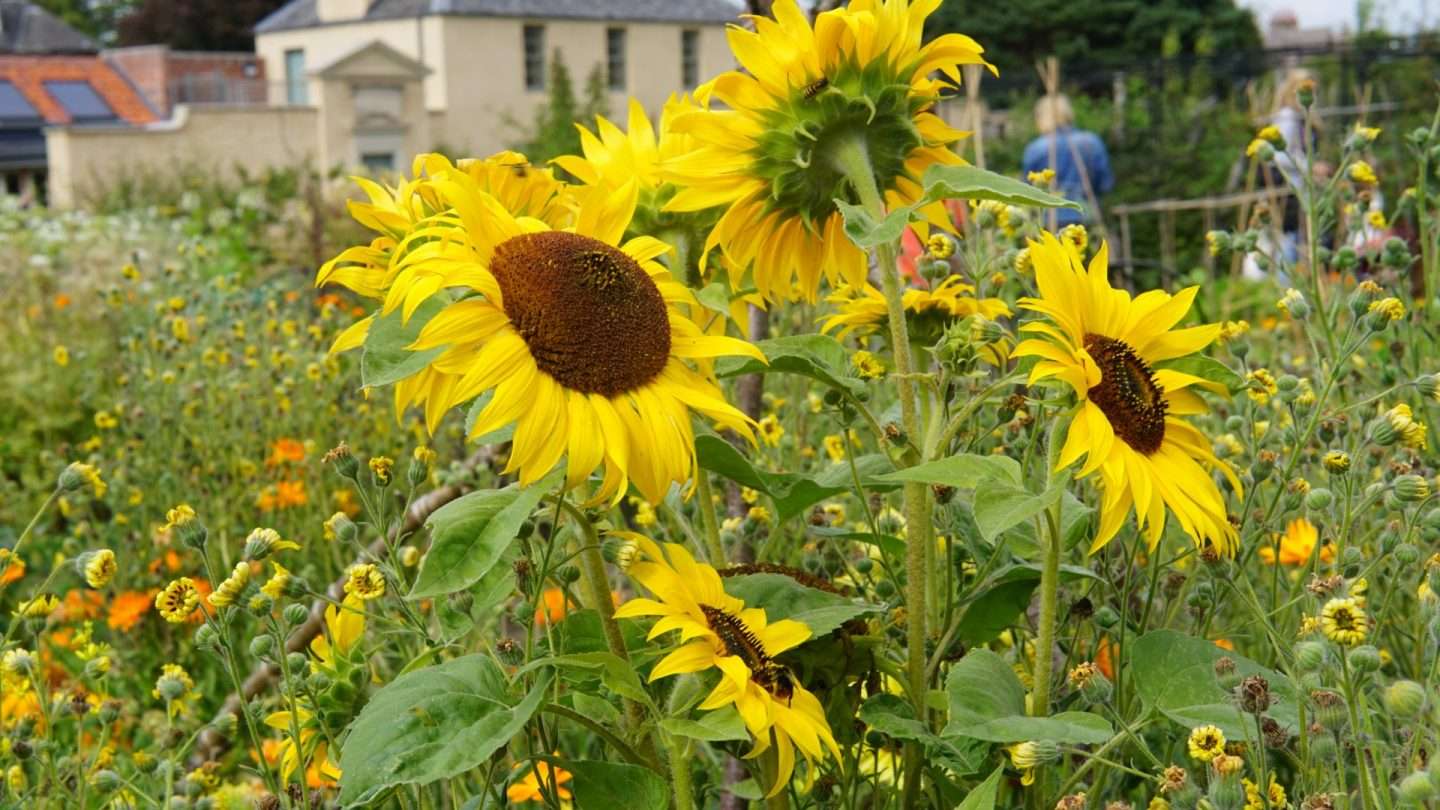 Sunflowers at Botanic Garden