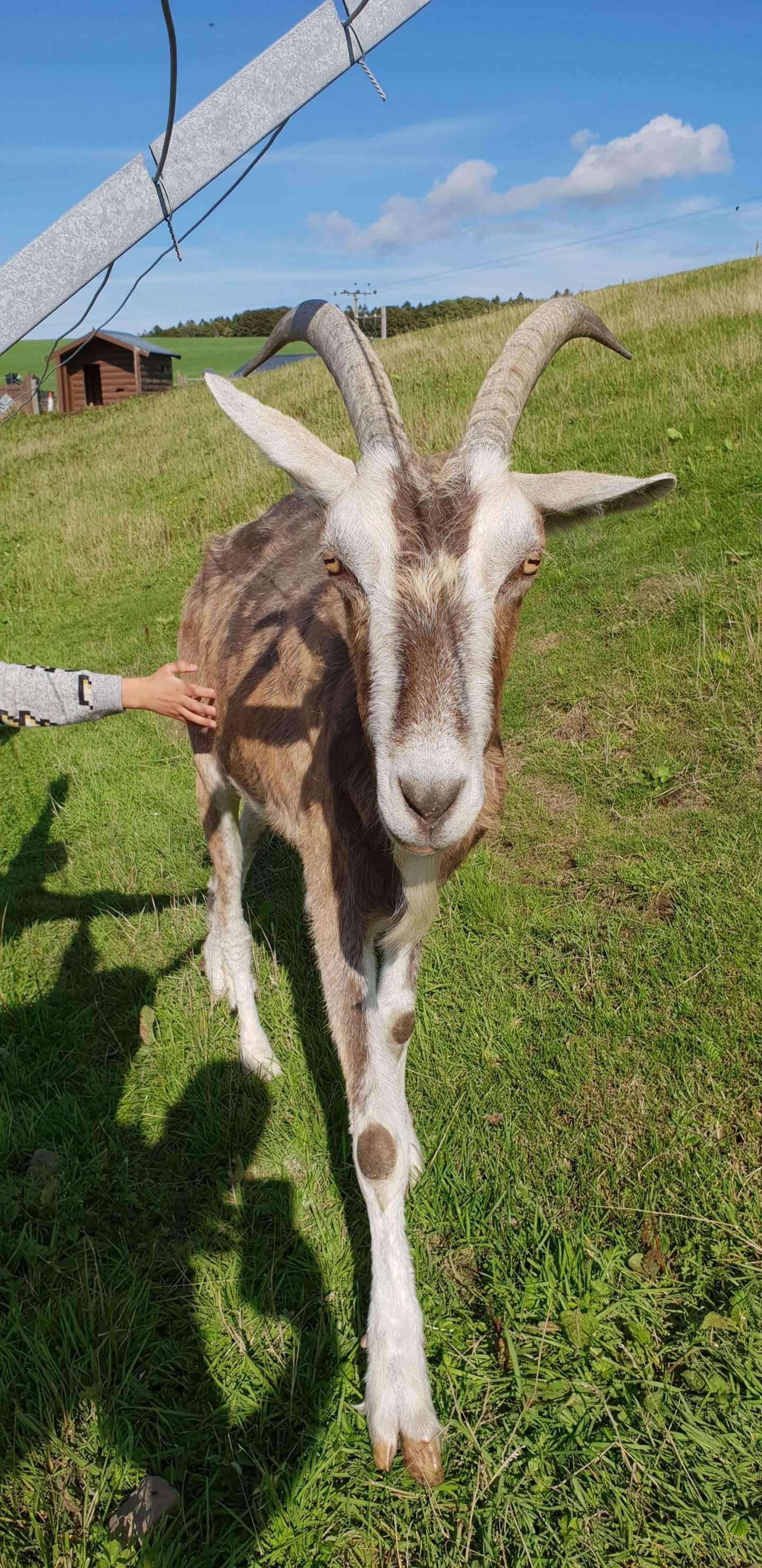 Goats at The Cocoabean Company