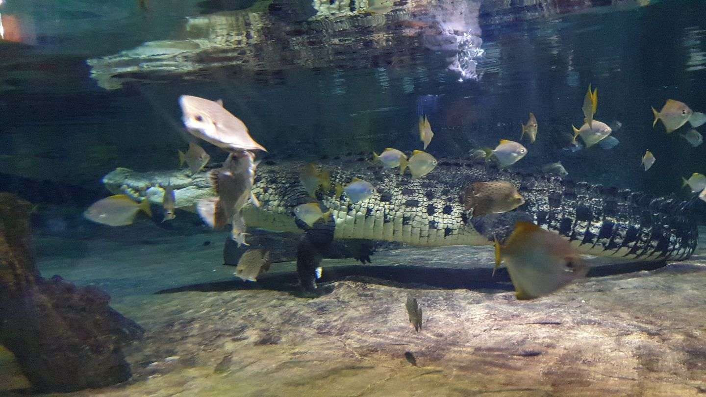 Dubai Mall Aquarium & Underwater Zoo