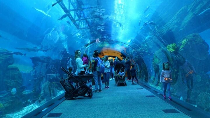 Dubai Mall Aquarium & Underwater Zoo
