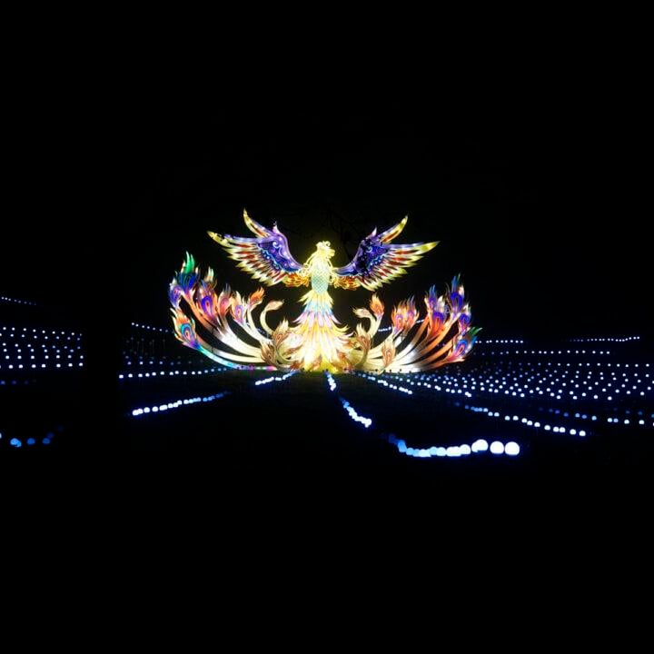 Lightopia Display