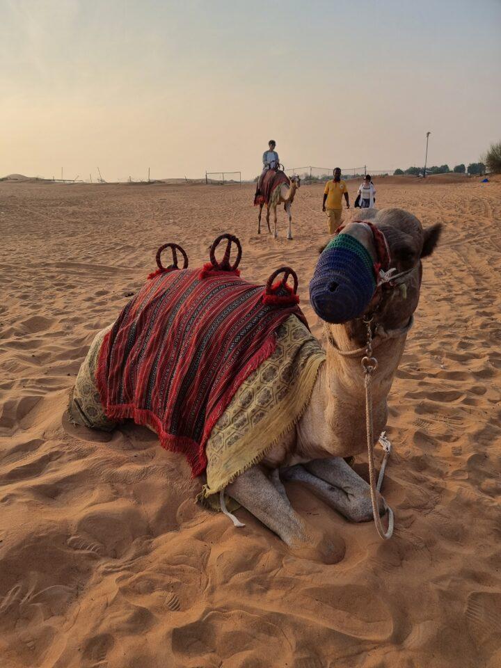 A Desert Safari Adventure In Dubai | Adil Musa