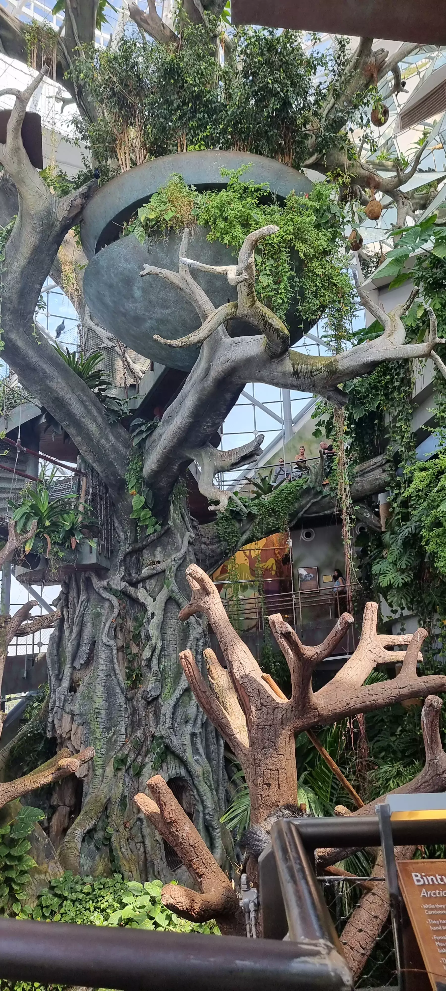 Rainforest Tree from the ground floor