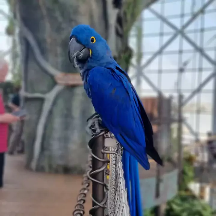 Hyacinth macaw