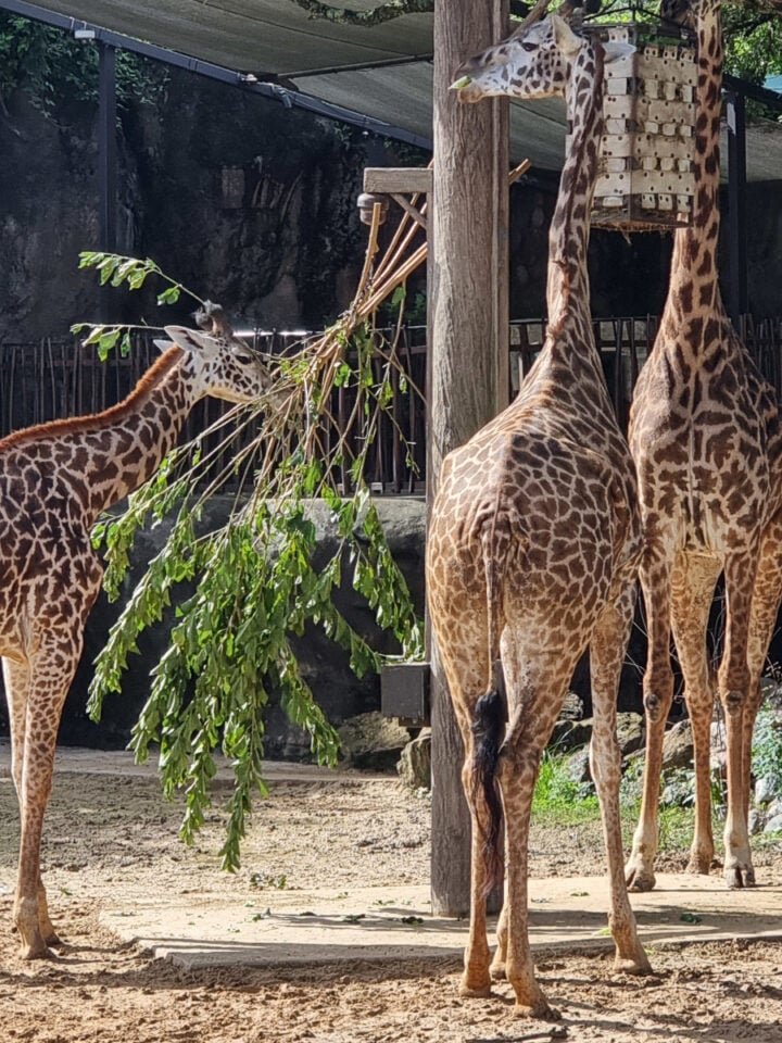 Giraffe at Houston Zoo