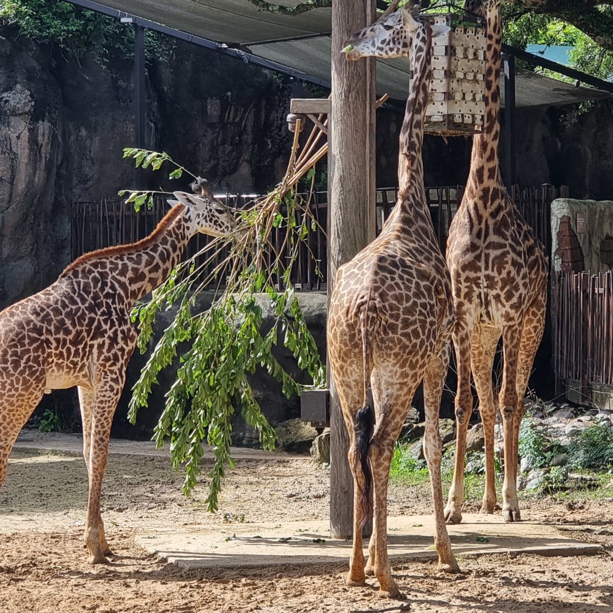 Giraffe at Houston Zoo
