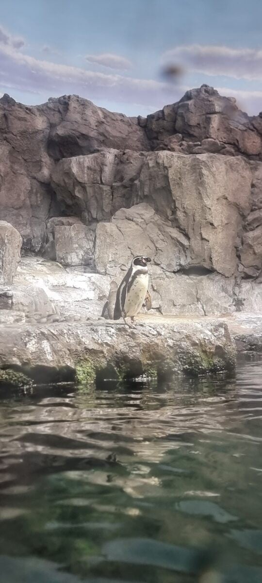 Penguins