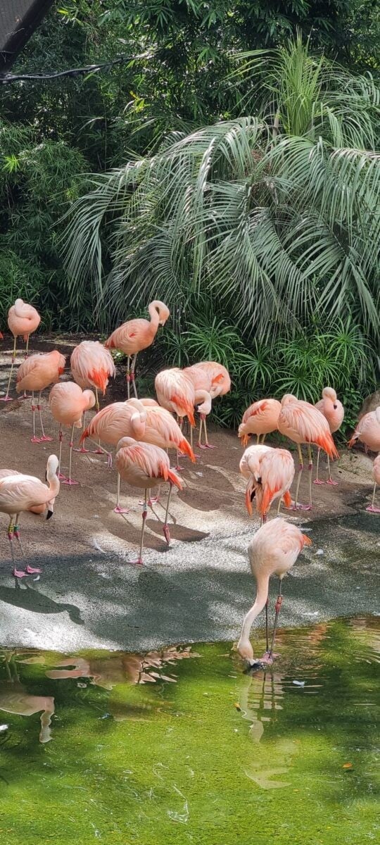 Chilean Flamingo