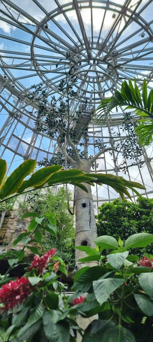 Lush Greenery at Cockrell Butterfly Centre