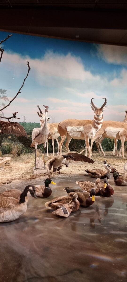 Farish Hall of Texas Wildlife