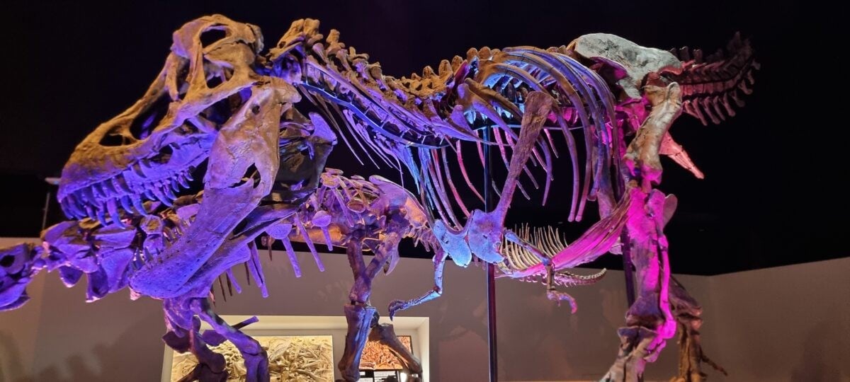 T-Rex bones at Houston Museum of Natural Science