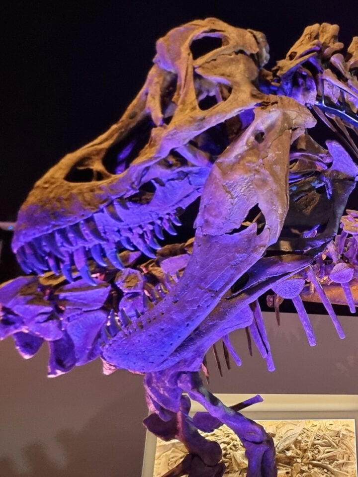 Dinosaur Skull at the Houston Museum of Natural Science