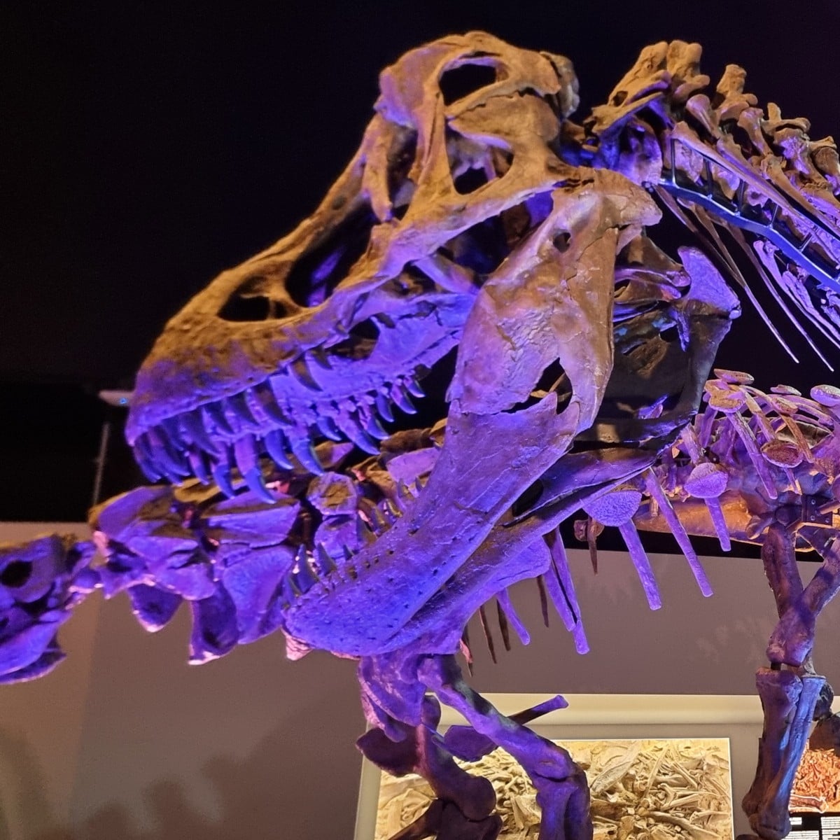 Dinosaur Skull at the Houston Museum of Natural Science
