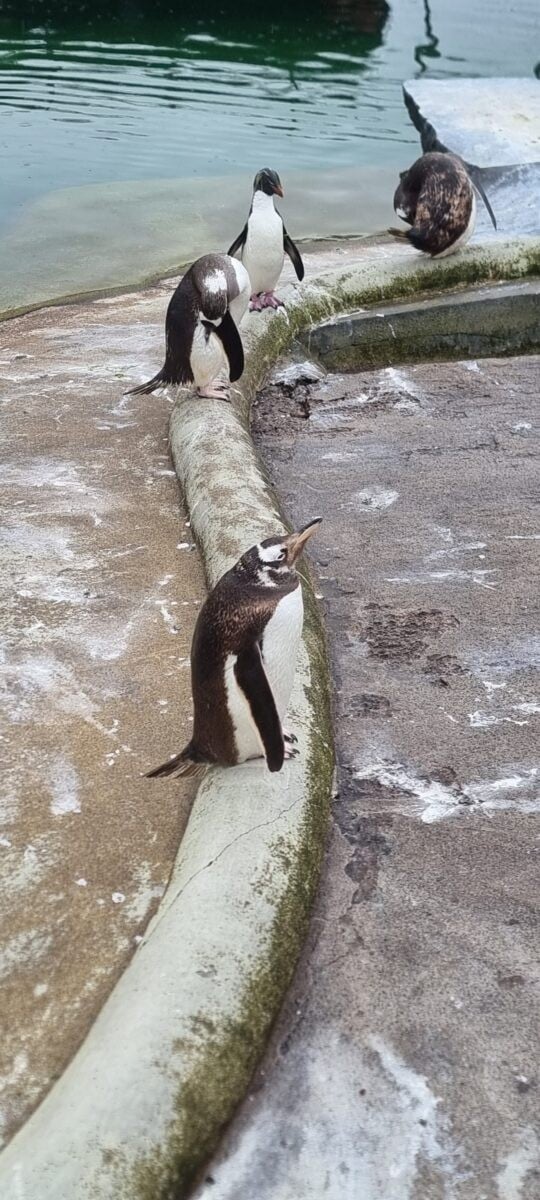 Penguins at Edinburgh Zoo
