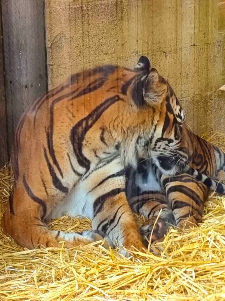 Edinburgh Zoo: Exploring Scotland's Premier Wildlife Sanctuary
