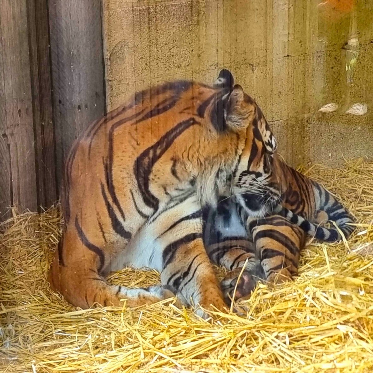 Tiger at Edinburgh Zoo