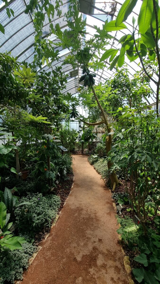 Inside of the greenhouses at Botanical Garden