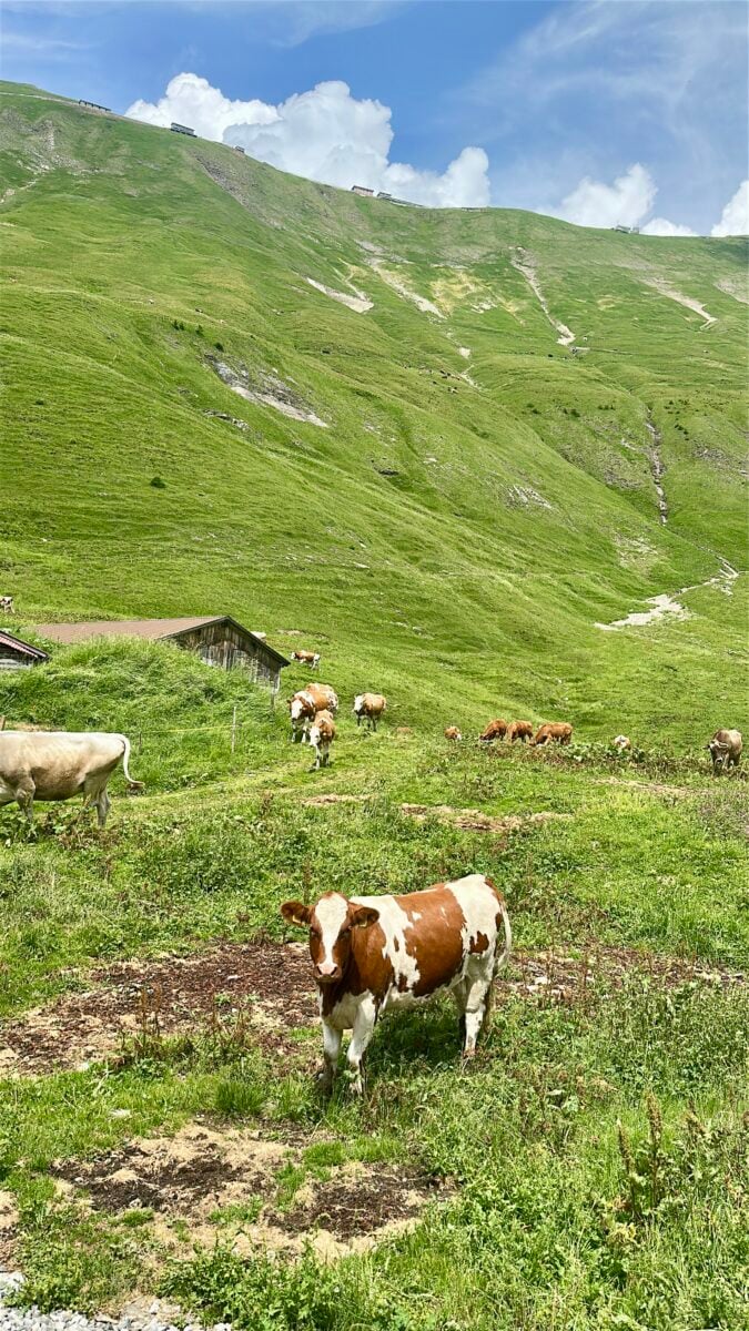 Cow grazing on a green hillside along the Brienz Rothorn route