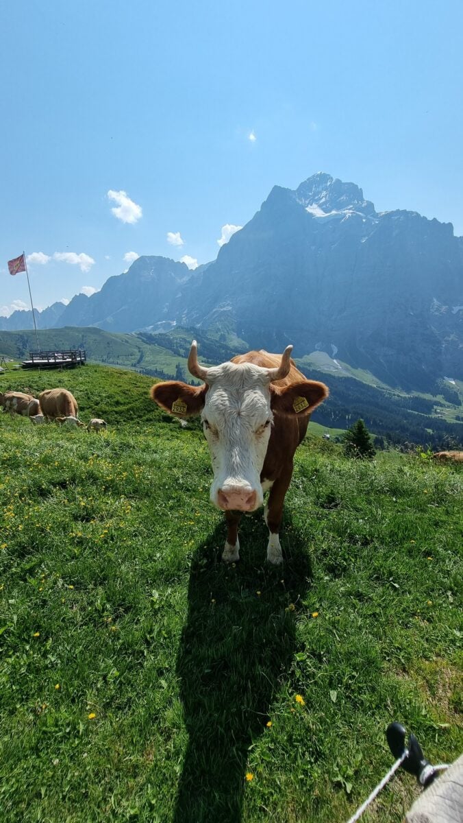 Traditional Swiss cowbells at Grindelwald First