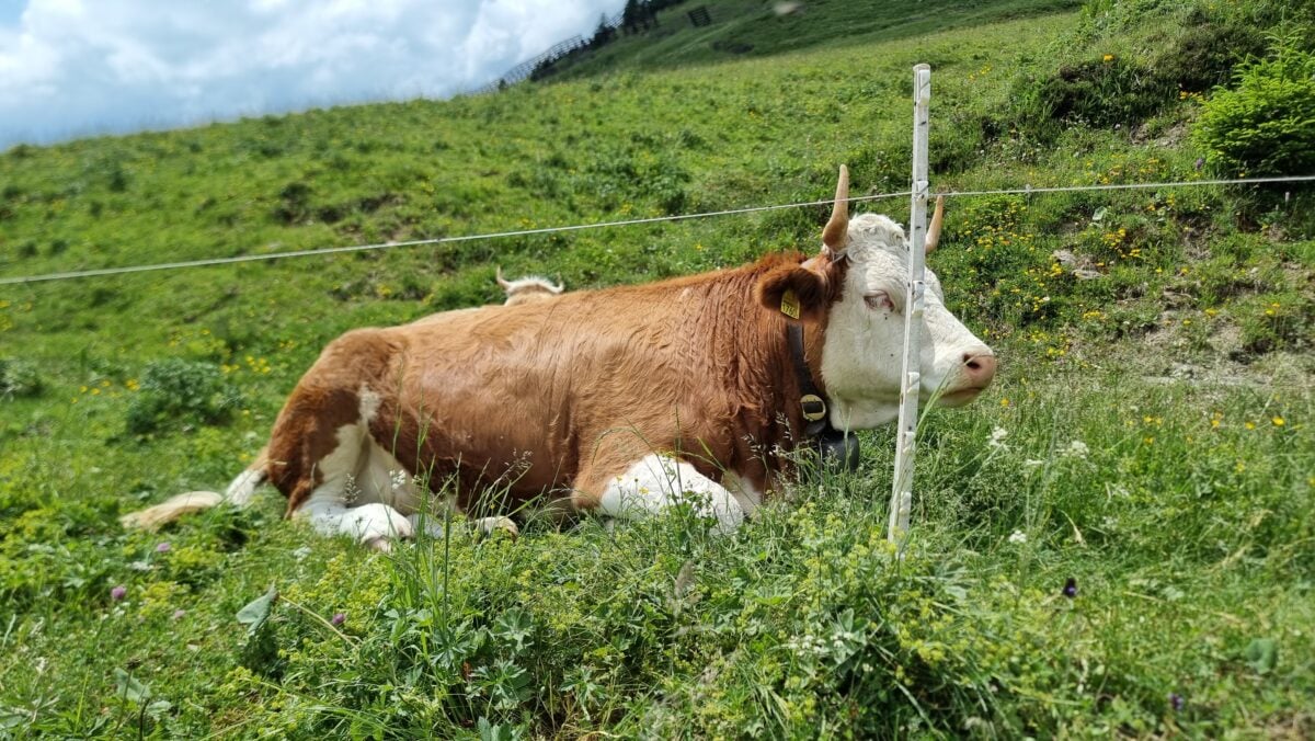 Swiss cows along the Grindelwald First mountain cart route
