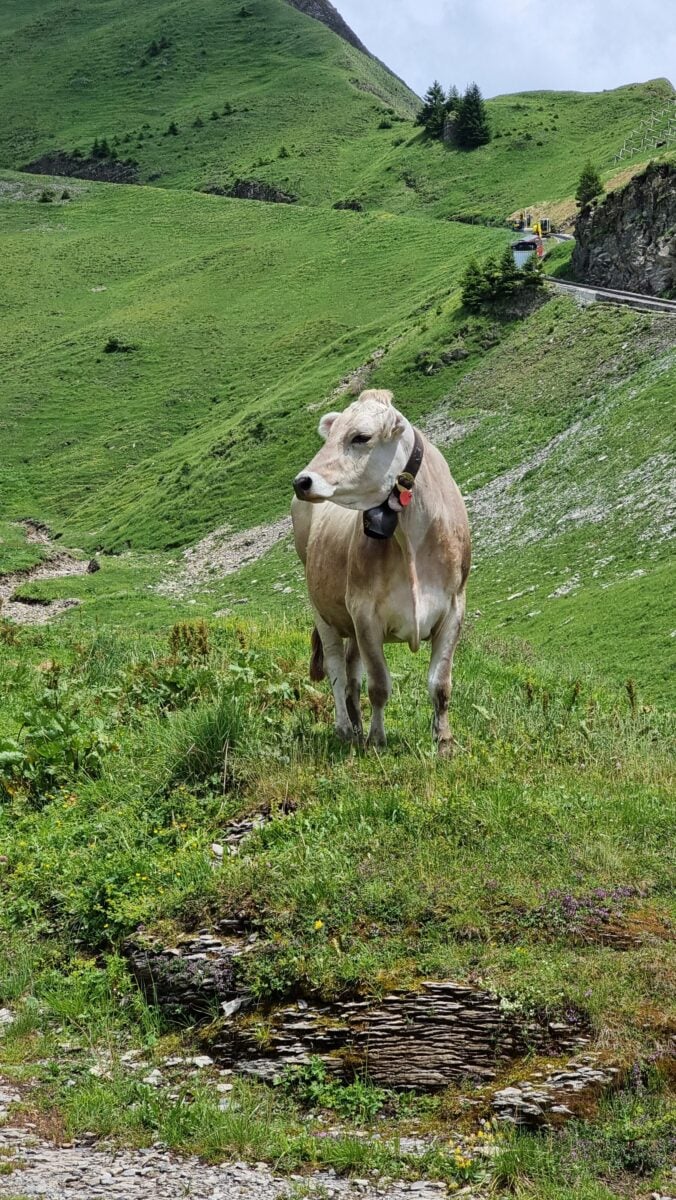 Cow staring into the distance on a Brienz Rothorn hillside
